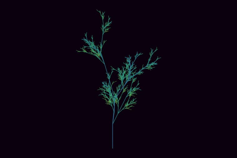Plant generated by an L-system, branching like a fern